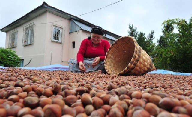 TMO Fındık Alımlarına Başladı! İşte Fiyatlar