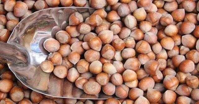 TMO Fındık Alımlarına Başladı! İşte Fiyatlar
