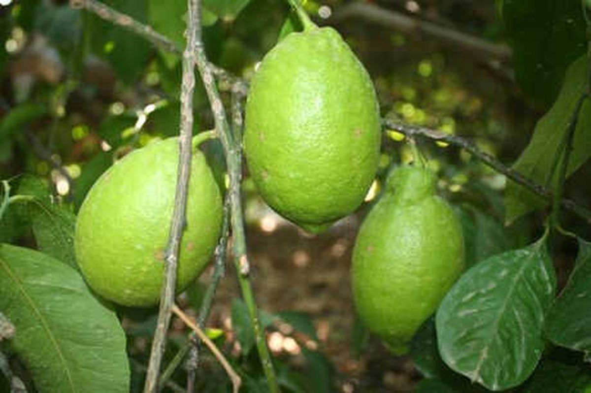 Limon Üreticisi Dertli