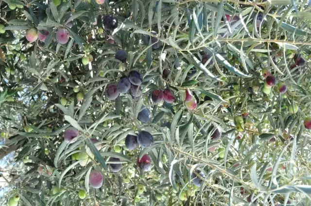 Milas Zeytin Hasat Şenliği Kutlandı Milas Zeytin Hasat Şenliği Kutlandı