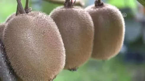Ordu Kivisi Hasat Şenliği Düzenlendi