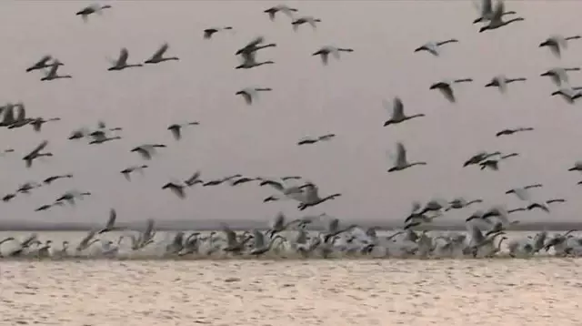 Poyang Gölü Göç Eden Kuşlarla Renklendi Poyang Gölü Göç Eden Kuşlarla Renklendi