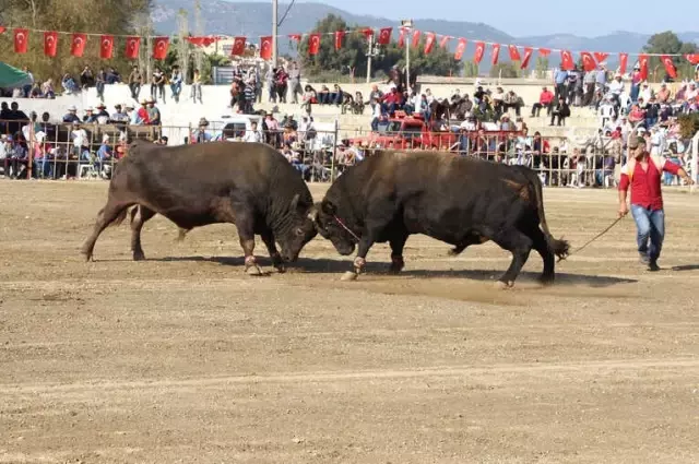 Germencik Arenası Türkiye Şampiyonası'na Ev Sahipliği Yaptı