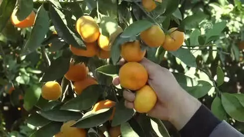 Yaş Meyve Sebze İhracatı Artıyor
