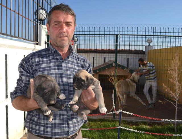 Anadolu Aslanı'Na Dünyanın Dört Bir Yanından Talep Geliyor