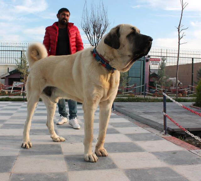 Anadolu Aslanı'Na Dünyanın Dört Bir Yanından Talep Geliyor