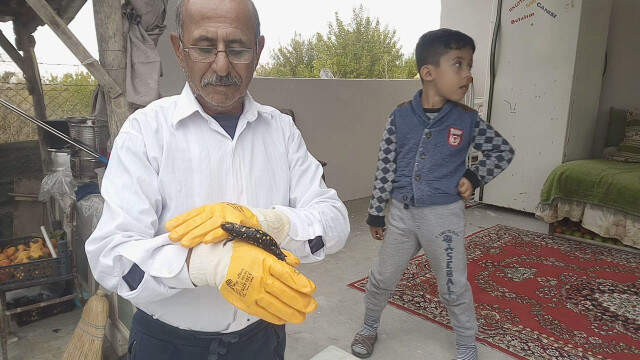 Malatyalı Vatandaş, Bahçesinde Nesli Tükenmekte Olan 'Türk Semenderi' Buldu