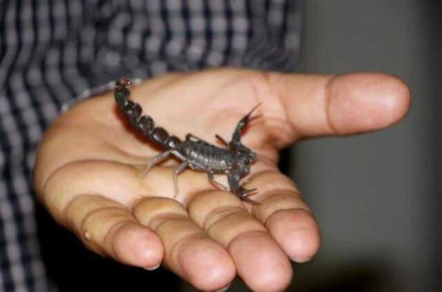 2 Kardeşin Hayaliyle Yola Çıkan Ünlü Patronlar, 20 Milyon Lira Yatırımla Akrep Çiftliği Kurdu