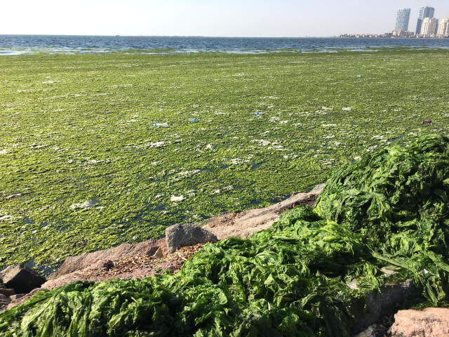 İzmir körfəzində hürkütücü görüntü