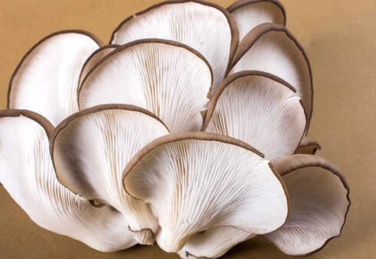 D Vitamini Eksikliğini Gideriyormuş!