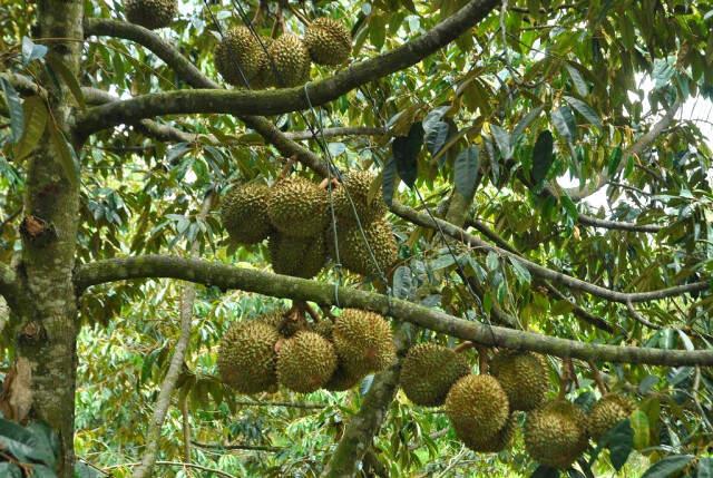 Kötü Kokusuyla Bilinen Durian Meyvesi, Uçağa Rötar Yaptırdı