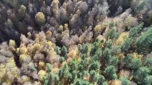 Kunduz Ormanları'nda Sonbahar Güzelliği