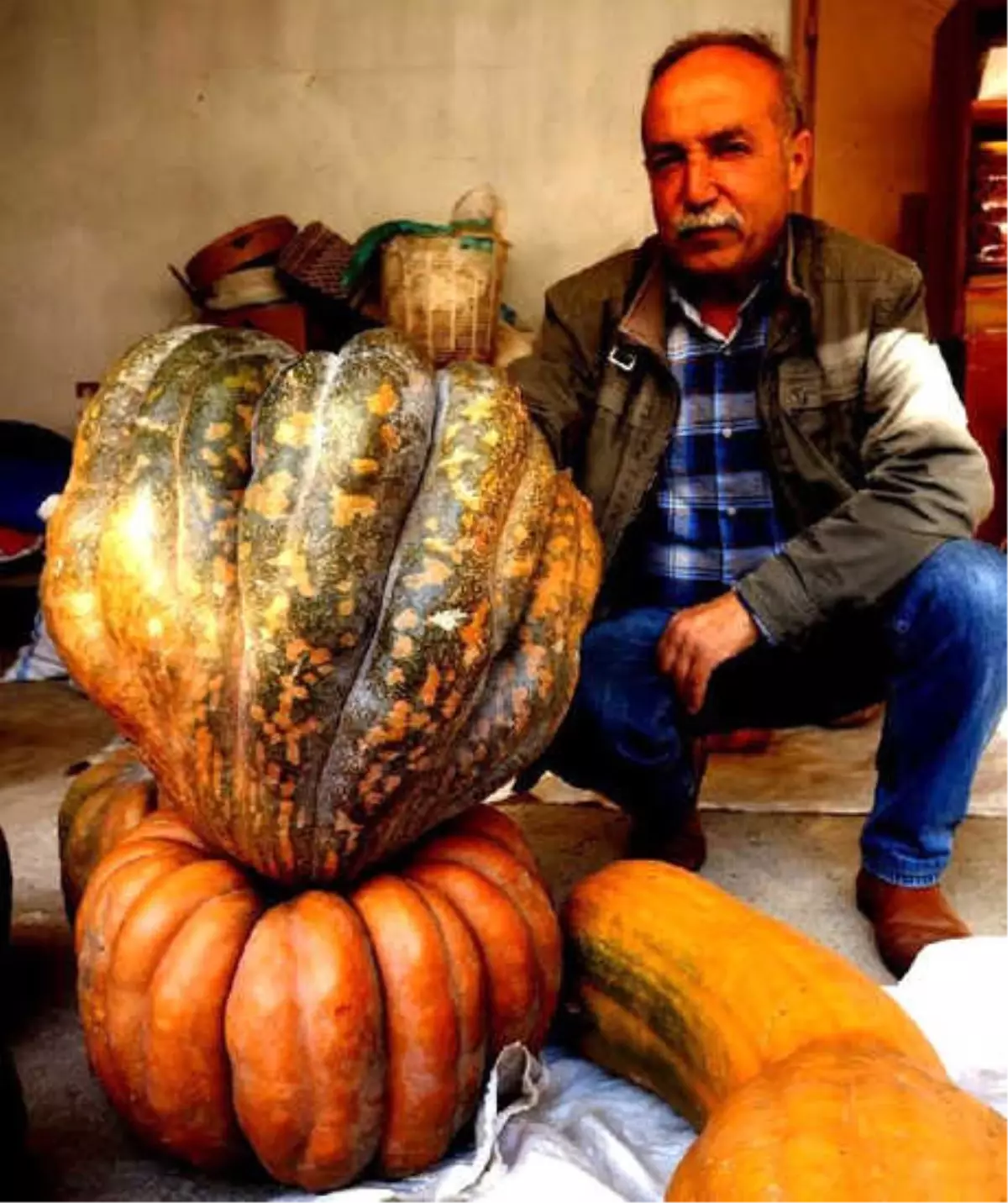 33,5 Kiloluk Bal Kabağı