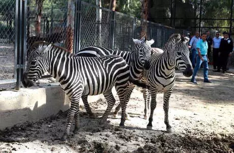 Hayvan Parkı'nın Yeni Gözdeleri: Zebralar