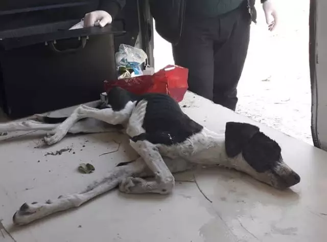 Zehirlenen Köpeğe Vatandaşlar Sahip Çıktı