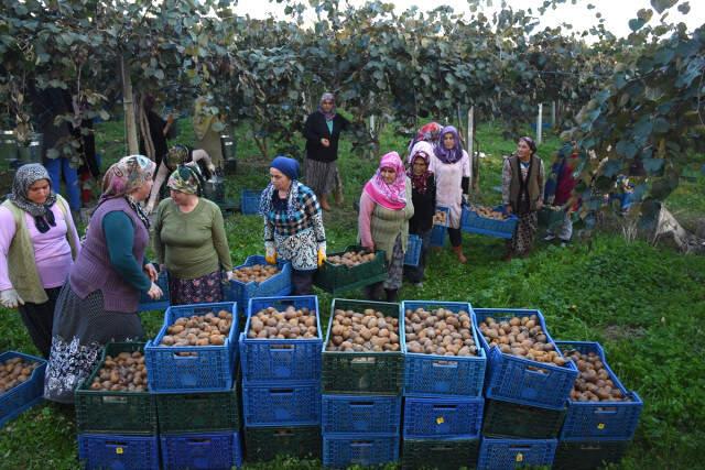Bahçeye Çevirilen Bataklıkta 450 Ton Kivi Üretildi