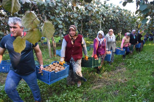 Bahçeye Çevirilen Bataklıkta 450 Ton Kivi Üretildi