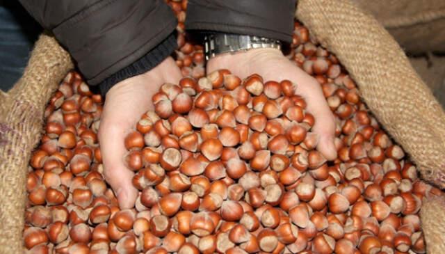 Türkiye'den 118 Ülkeye Fındık İhracı