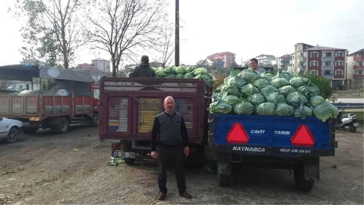 Kaynarca Lahanası Pazara İndi