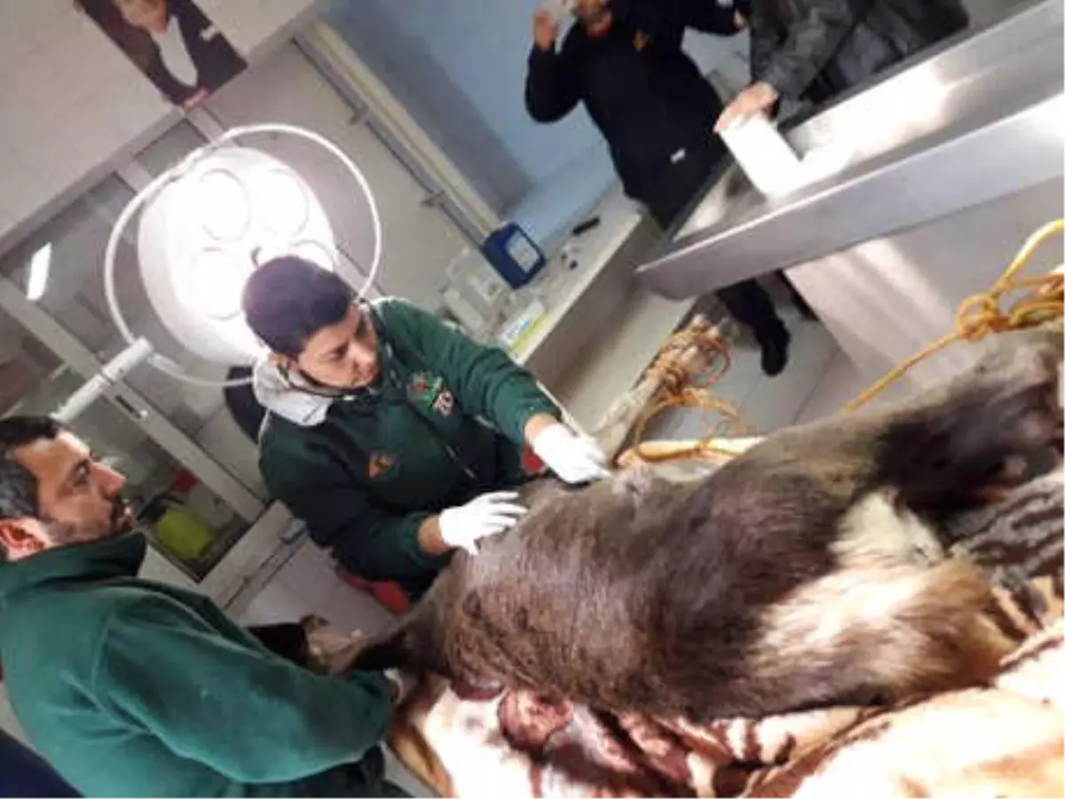 Köpeklerden Kaçıp Denize Atlayan Geyiği İtfaiye Kurtardı (2)