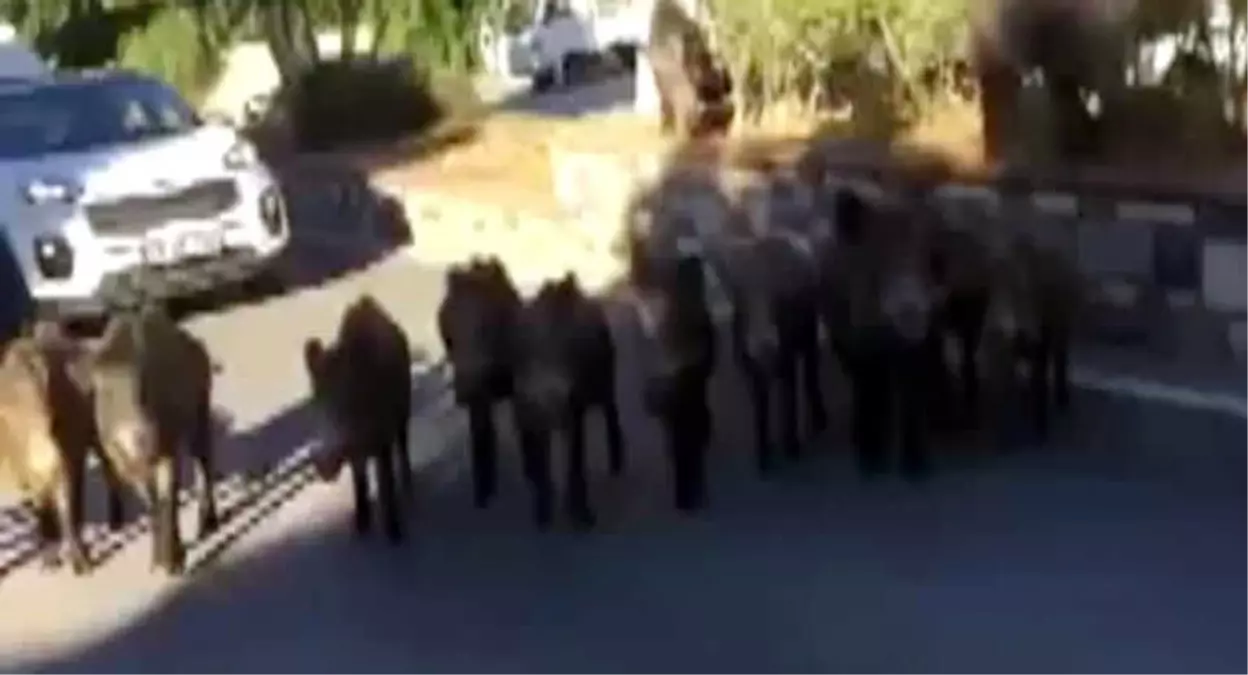 Bodrum'da Domuz Paniği