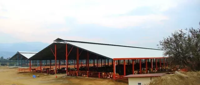 Aydın 'Damızlık Düve Merkezi' Oluyor