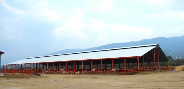 Aydın 'Damızlık Düve Merkezi' Oluyor