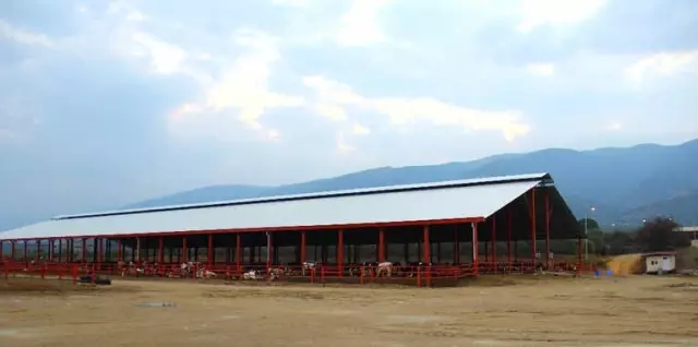 Aydın 'Damızlık Düve Merkezi' Oluyor