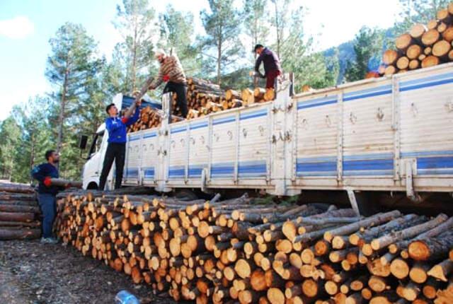 Orman İşçileri 8 Ay Dağda Yaşayıp Günde 300 Lira Kazanıyor
