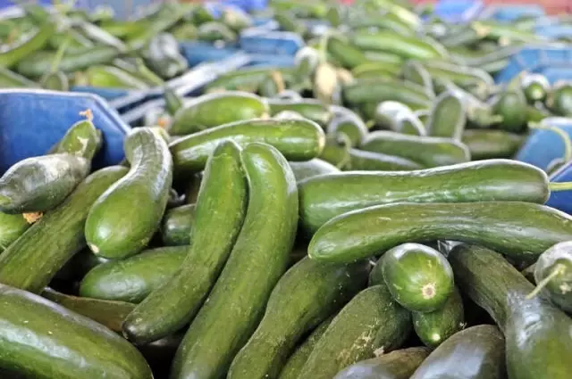 Antalya'nın 'Kasım' Sıcağı, Salatalık Fiyatını 4 Kat Dibe Çekti