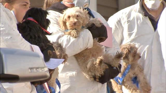 ABD'deki Bir Evin Derin Dondurucusunda 44 Köpek Cesedi Bulundu
