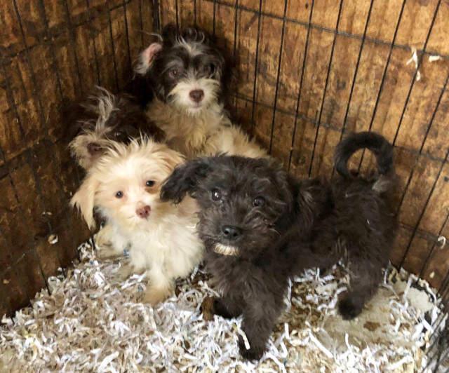 ABD'deki Bir Evin Derin Dondurucusunda 44 Köpek Cesedi Bulundu