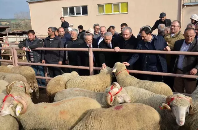 Tekirdağ'da Koç Dağıtıldı