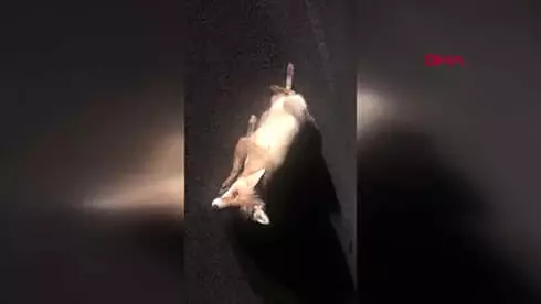 Çorum Yaralı Tilkiye Sahip Çıktı Çorum Yaralı Tilkiye Sahip Çıktı
