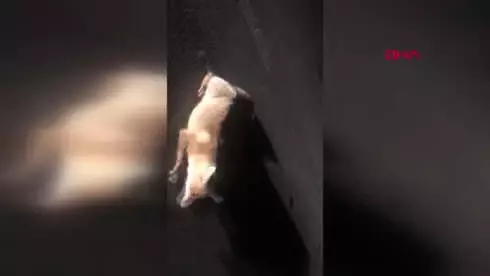 Çorum Yaralı Tilkiye Sahip Çıktı Çorum Yaralı Tilkiye Sahip Çıktı