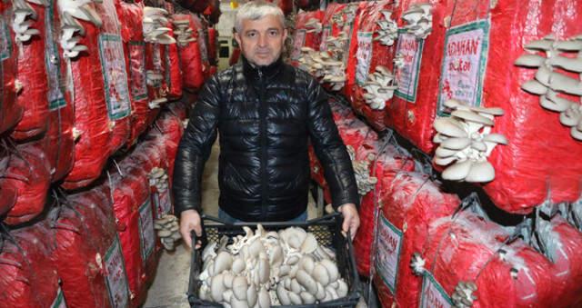 İnternette Görüp İstiridye Mantarı Yetiştirmeye Başlayan 3 Arkadaş Köşeyi Döndü