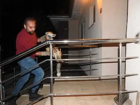 Yol Kenarında Gördüğü Yaralı Tilkiye Sahip Çıktı Yol Kenarında Gördüğü Yaralı Tilkiye Sahip Çıktı