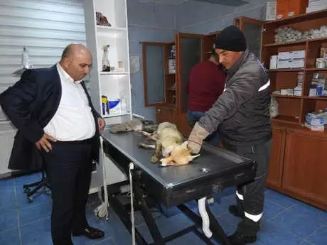 Yol Kenarında Gördüğü Yaralı Tilkiye Sahip Çıktı Yol Kenarında Gördüğü Yaralı Tilkiye Sahip Çıktı