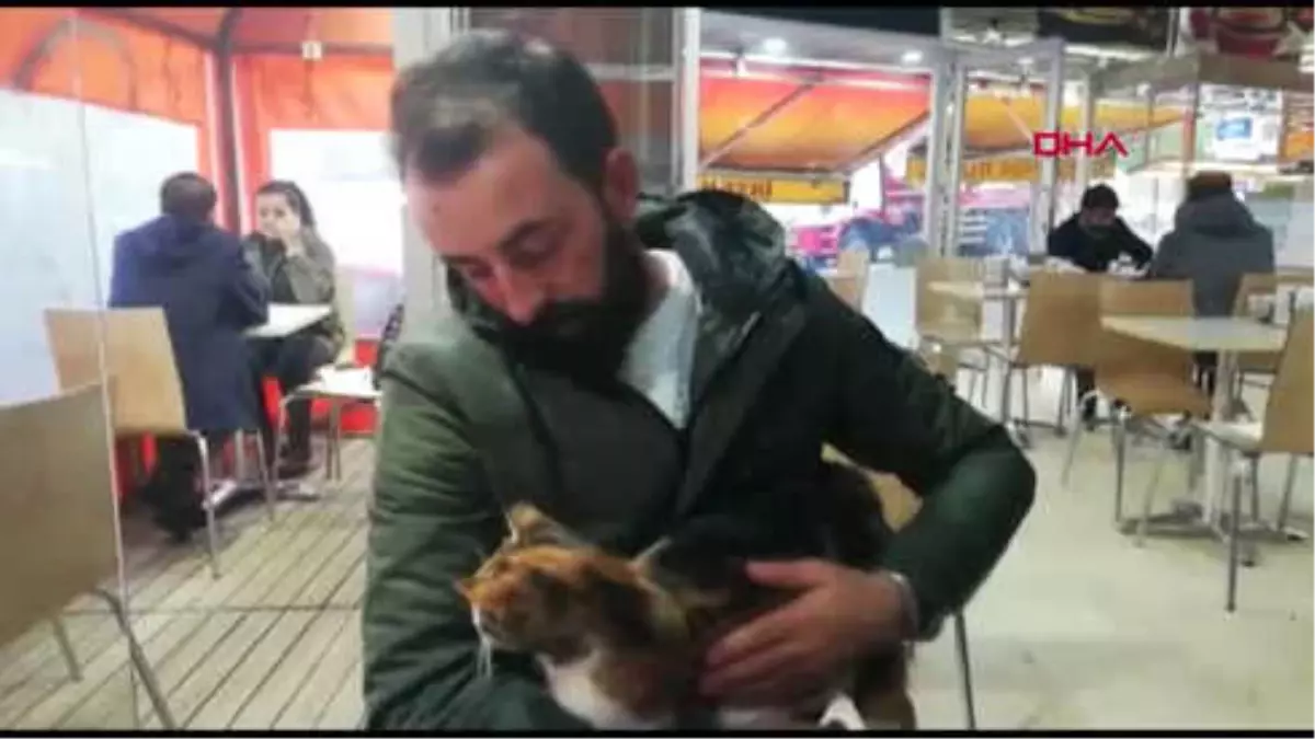 Sultangazide kuyruğu kesik kedilerin sırrı ne Sultangazide kuyruğu kesik kedilerin sırrı ne