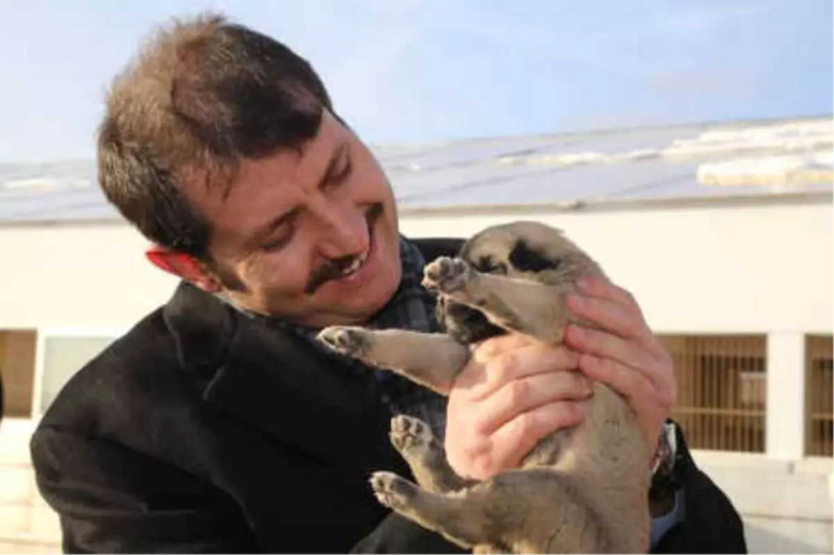 Vali Ayhan: Kangal Köpeğini Uluslararası Boyuta Taşıyacağız