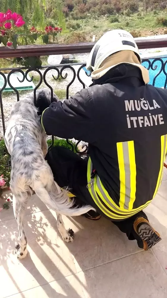 Balkon Korkuluğa Sıkışan Köpeği İtfaiye Kurtardı Haberler