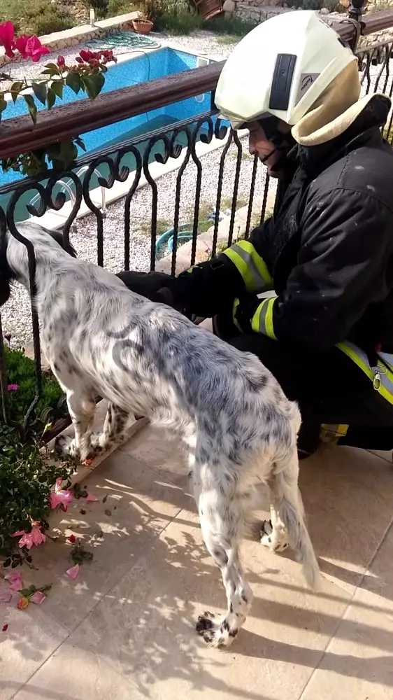 itfaiye köpeği