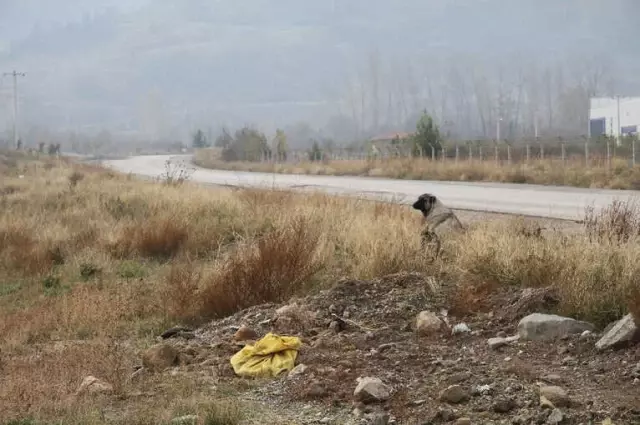 Canice Vurulan Talihsiz Köpek Öldü Canice Vurulan Talihsiz Köpek Öldü