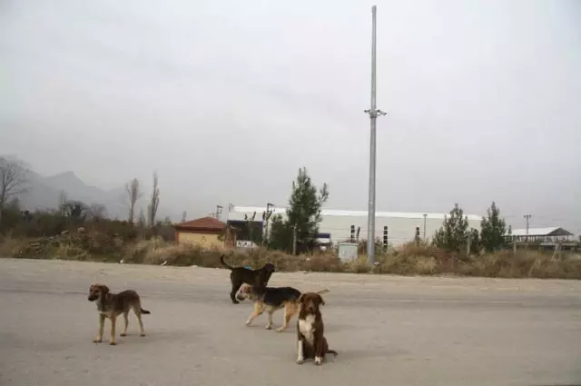 Canice Vurulan Talihsiz Köpek Öldü Canice Vurulan Talihsiz Köpek Öldü
