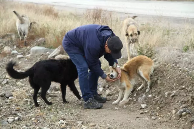 Canice Vurulan Talihsiz Köpek Öldü Canice Vurulan Talihsiz Köpek Öldü
