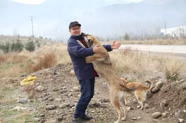 Canice Vurulan Talihsiz Köpek Öldü Canice Vurulan Talihsiz Köpek Öldü