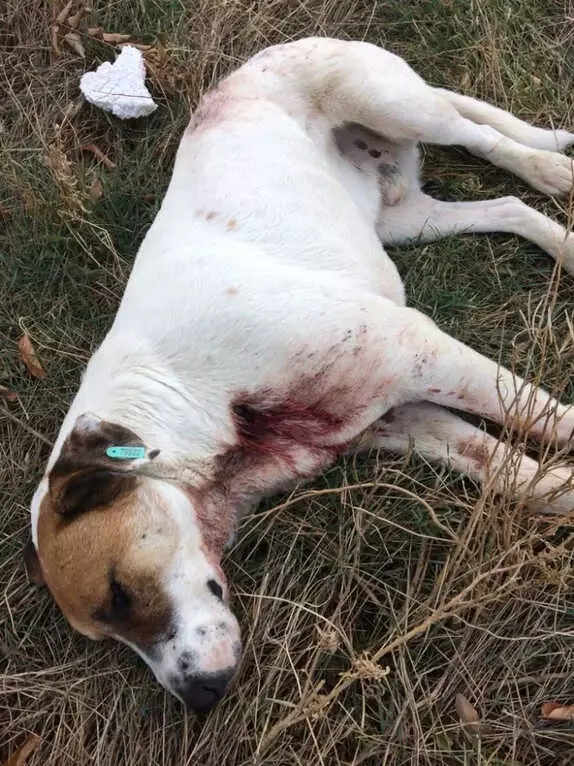 Canice Vurulan Talihsiz Köpek Öldü Canice Vurulan Talihsiz Köpek Öldü