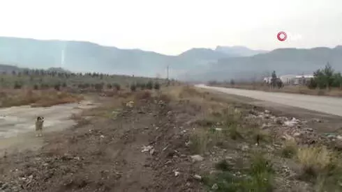 Canice Vurulan Talihsiz Köpek Yaşam Savaşını Kaybetti Canice Vurulan Talihsiz Köpek Yaşam Savaşını Kaybetti