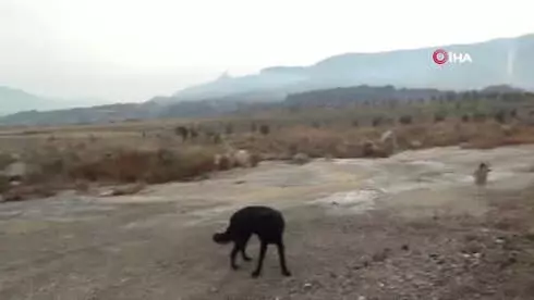 Canice Vurulan Talihsiz Köpek Yaşam Savaşını Kaybetti Canice Vurulan Talihsiz Köpek Yaşam Savaşını Kaybetti