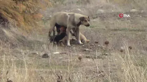 Canice Vurulan Talihsiz Köpek Yaşam Savaşını Kaybetti Canice Vurulan Talihsiz Köpek Yaşam Savaşını Kaybetti